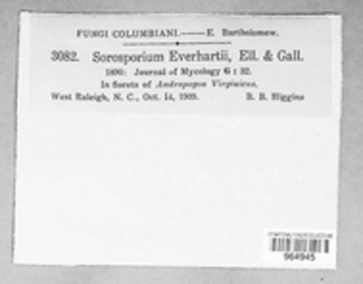 Anthracocystis everhartii image